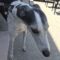 Addie